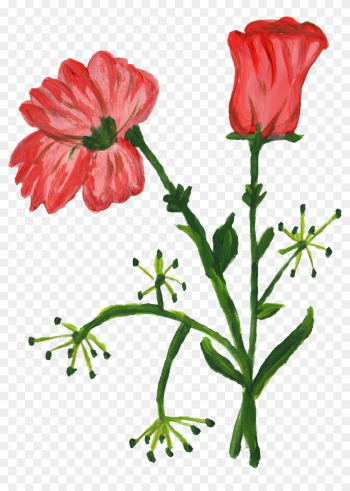 Free Download - Rose Free Download - Rose