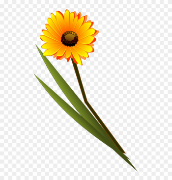 Free Flowers Gerbera - Single Flower Images Png