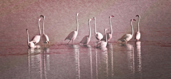 Free group of flamingo standing | Free Photo - rawpixel Free group of flamingo standing | Free Photo - rawpixel