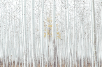 Free magical white woods image, | Free Photo - rawpixel