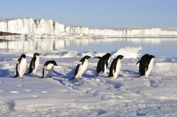 Free penguins image, public domain | Free Photo - rawpixel