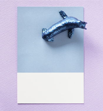 Free Photo of abstract, animal, background Free Photo of abstract, animal, background