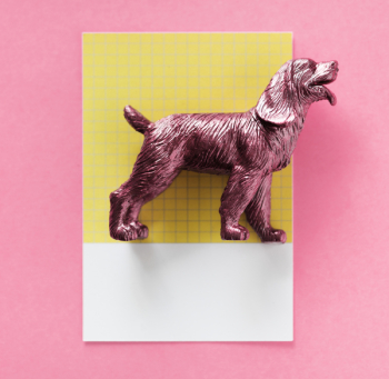 Free Photo of abstract, animal, background Free Photo of abstract, animal, background