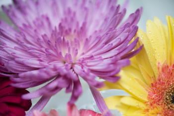 Free Photo of african daisy, attractive, background Free Photo of african daisy, attractive, background