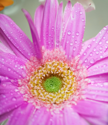 Free Photo of african daisy, attractive, background Free Photo of african daisy, attractive, background