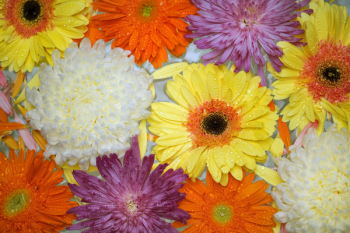 Free Photo of african daisy, attractive, background Free Photo of african daisy, attractive, background