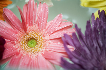 Free Photo of african daisy, attractive, background Free Photo of african daisy, attractive, background