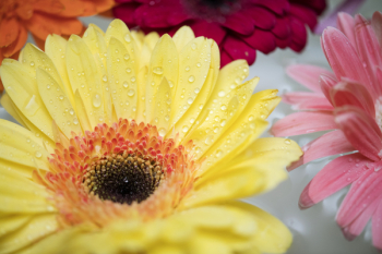 Free Photo of african daisy, attractive, beautiful Free Photo of african daisy, attractive, beautiful