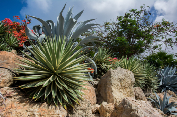 Free Photo of agave, plants, flowers Free Photo of agave, plants, flowers