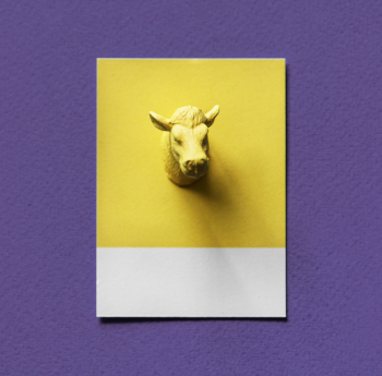Free Photo of animal, bull, card