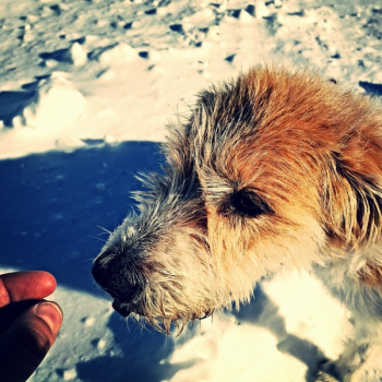 Free Photo of animal, canine, dog Free Photo of animal, canine, dog