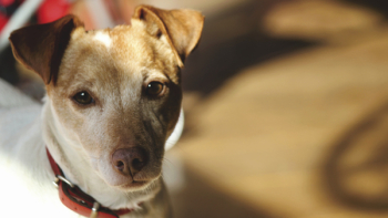 Free Photo of animal, dog, friend Free Photo of animal, dog, friend