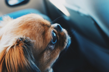 Free Photo of animal, dog, pet Free Photo of animal, dog, pet