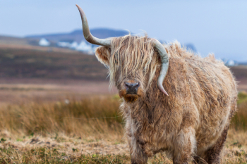Free Photo of animal, horn, cow Free Photo of animal, horn, cow