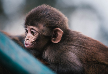 Free Photo of animal, monkey, wildlife Free Photo of animal, monkey, wildlife