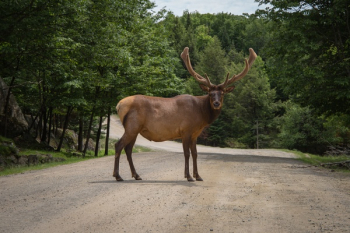 Free Photo of animal, wildlife, deer Free Photo of animal, wildlife, deer