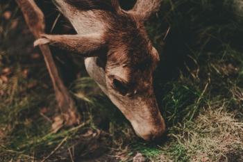Free Photo of animal, wildlife, deer Free Photo of animal, wildlife, deer
