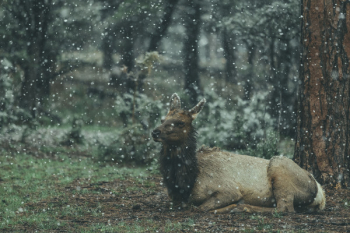 Free Photo of animal, wildlife, forest Free Photo of animal, wildlife, forest