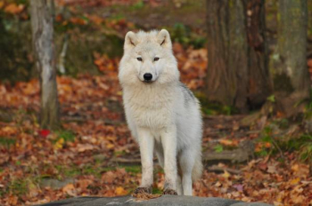 Free Photo of animal, wolf, canine Free Photo of animal, wolf, canine