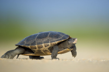 Free Photo of animals, amphibians, turtles Free Photo of animals, amphibians, turtles