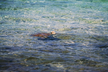 Free Photo of animals, amphibians, turtles Free Photo of animals, amphibians, turtles