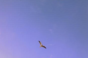 Free Photo of animals, bird, flight Free Photo of animals, bird, flight