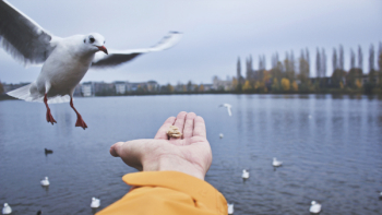 Free Photo of animals, bird, seagull Free Photo of animals, bird, seagull