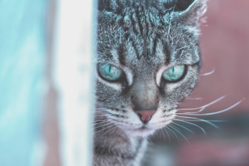 Free Photo of animals, cats, pets Free Photo of animals, cats, pets