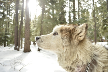 Free Photo of animals, dog, wolf