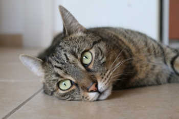 Free Photo of animals, feline, cats Free Photo of animals, feline, cats