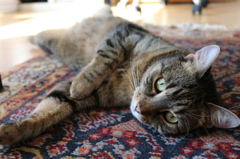 Free Photo of animals, feline, cats Free Photo of animals, feline, cats