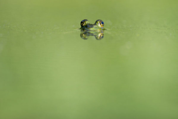 Free Photo of animals, frogs, amphibians Free Photo of animals, frogs, amphibians
