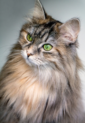 Free Photo of animals, pet, cat Free Photo of animals, pet, cat