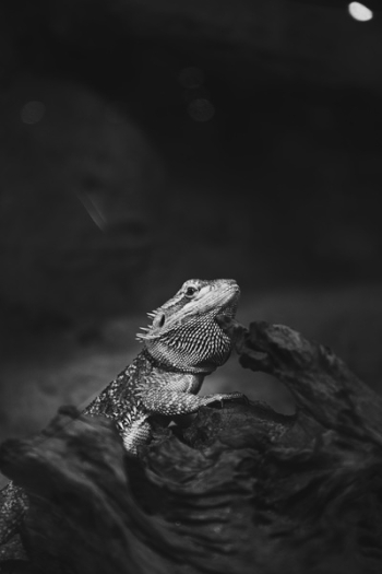 Free Photo of animals, pet, lizard Free Photo of animals, pet, lizard
