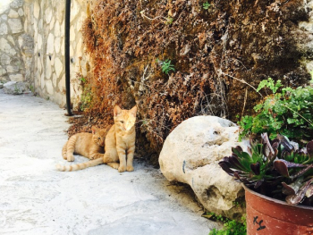 Free Photo of animals, pets, garden Free Photo of animals, pets, garden