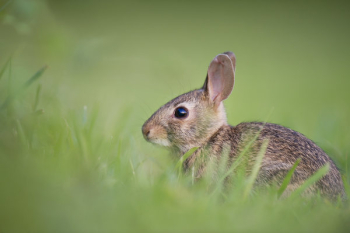 Free Photo of animals, rabbits, hares Free Photo of animals, rabbits, hares