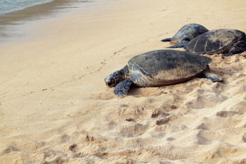 Free Photo of animals, turtles, tortoises Free Photo of animals, turtles, tortoises