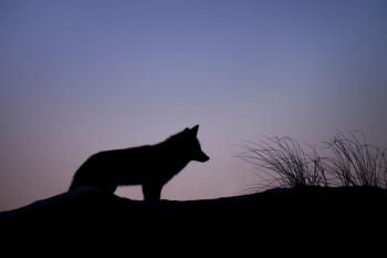 Free Photo of animals, wolves, land