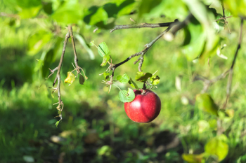 Free Photo of apple, amazing, photo Free Photo of apple, amazing, photo