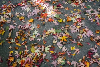 Free Photo of autumn, fall, leaves Free Photo of autumn, fall, leaves