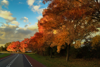 Free Photo of autumn, fall, trees Free Photo of autumn, fall, trees