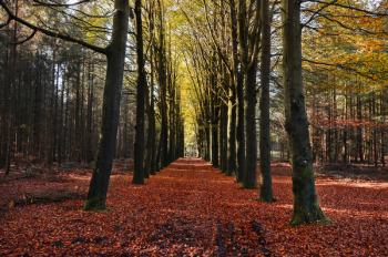 Free Photo of autumn, fall, trees Free Photo of autumn, fall, trees