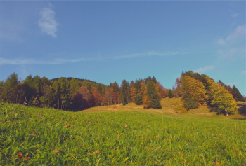 Free Photo of autumn, trees, fall Free Photo of autumn, trees, fall