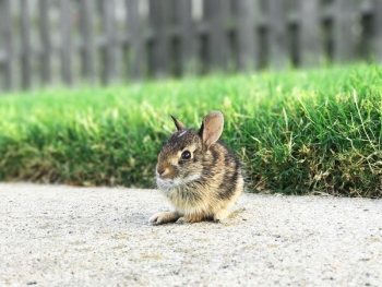 Free Photo of baby bunny, rabbit, mouse Free Photo of baby bunny, rabbit, mouse
