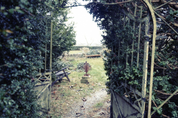 Free Photo of backyard, garden, vines Free Photo of backyard, garden, vines