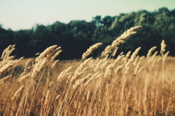 Free Photo of barley, fields, nature Free Photo of barley, fields, nature