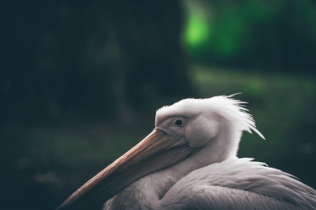 Free Photo of beak, bird, animal Free Photo of beak, bird, animal