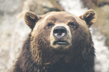 Free Photo of bear, animal, fur Free Photo of bear, animal, fur