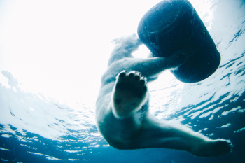 Free Photo of bear, wildlife, animal Free Photo of bear, wildlife, animal