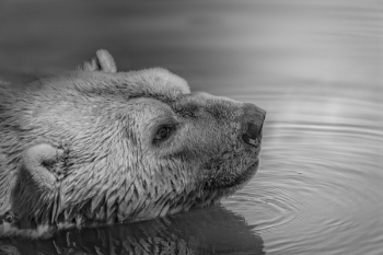 Free Photo of bear, wildlife, animal Free Photo of bear, wildlife, animal